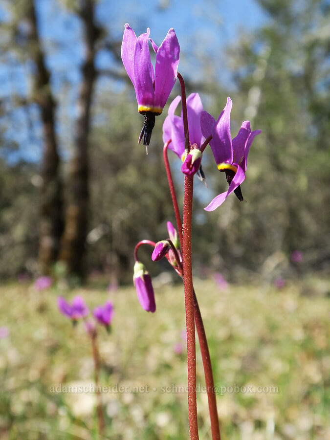 Henderson's shooting stars (Dodecatheon hendersonii (Primula hendersonii)) [French Flat ACEC, Josephine County, Oregon]