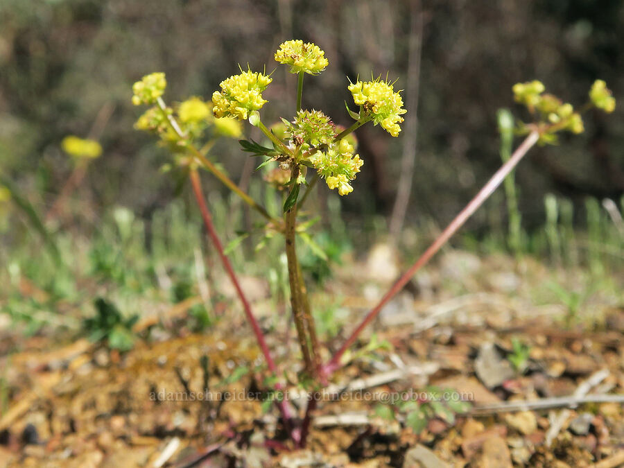 northern sanicle (Sanicula graveolens) [French Flat ACEC, Josephine County, Oregon]