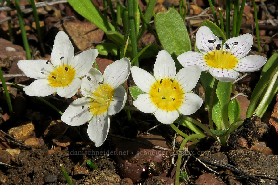 dwarf hesperochiron (Hesperochiron pumilus) [French Flat ACEC, Josephine County, Oregon]