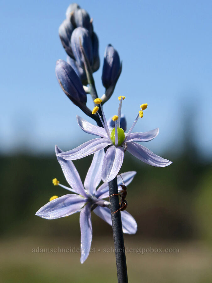 Walpole's camas (Camassia quamash ssp. walpolei) [French Flat ACEC, Josephine County, Oregon]