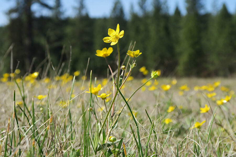 western buttercups (Ranunculus occidentalis) [French Flat ACEC, Josephine County, Oregon]