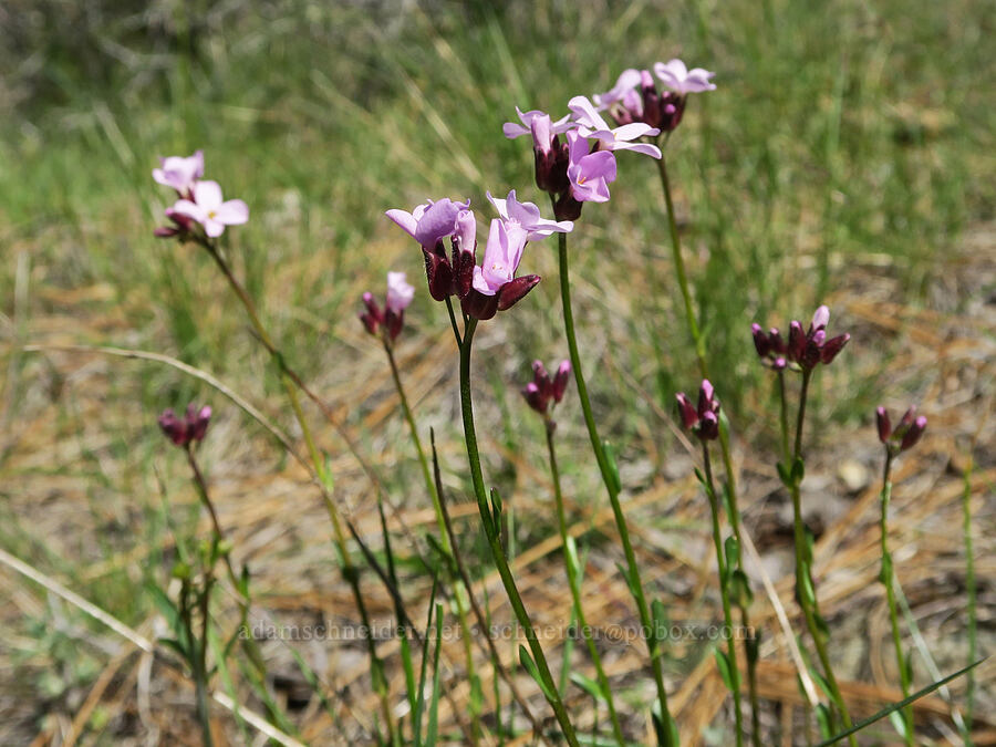 Waldo rock-cress (Arabis aculeolata) [French Flat ACEC, Josephine County, Oregon]