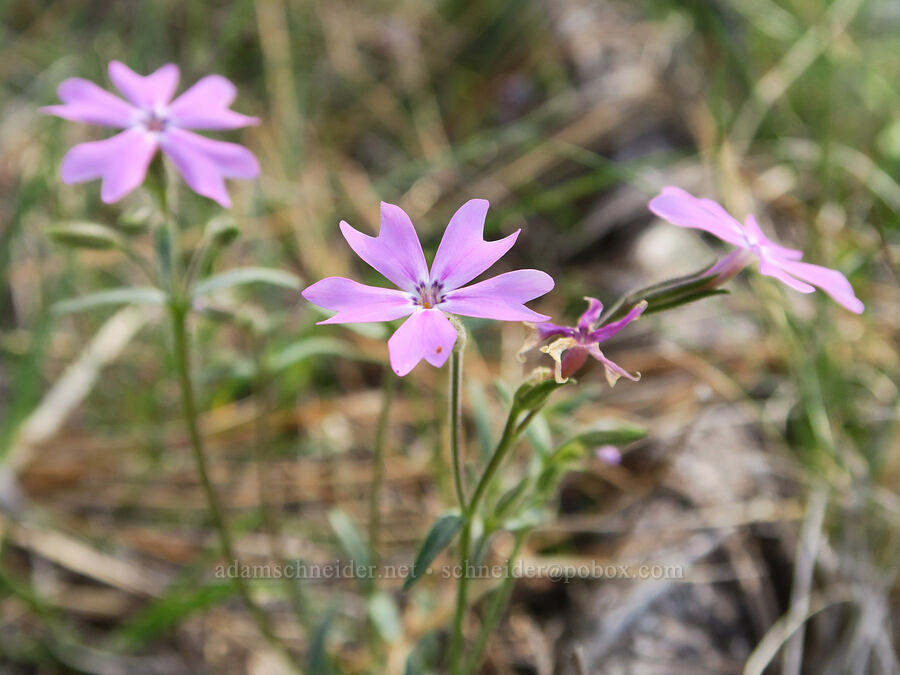 showy phlox (Phlox speciosa) [French Flat ACEC, Josephine County, Oregon]