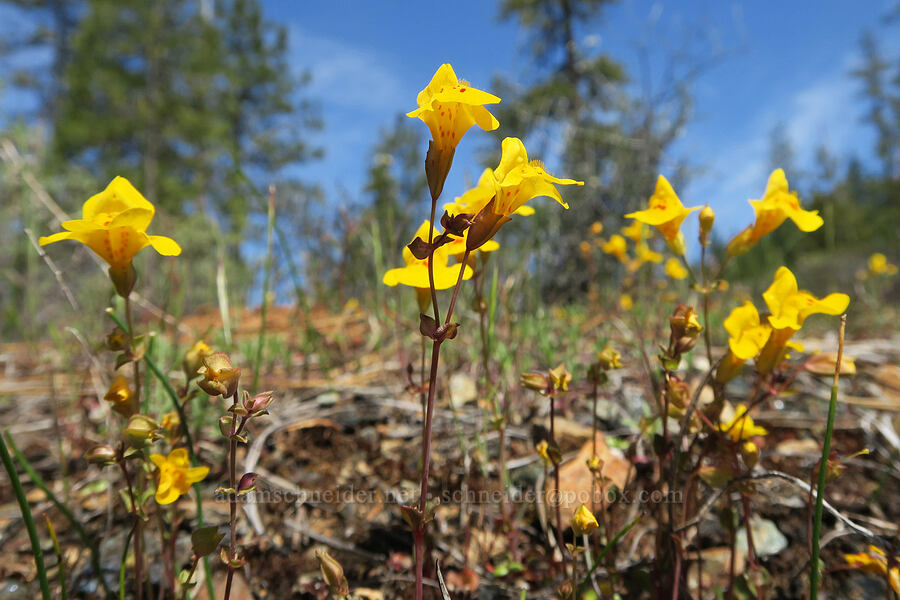 little-leaf monkeyflower (Erythranthe microphylla (Mimulus microphyllus)) [French Flat ACEC, Josephine County, Oregon]