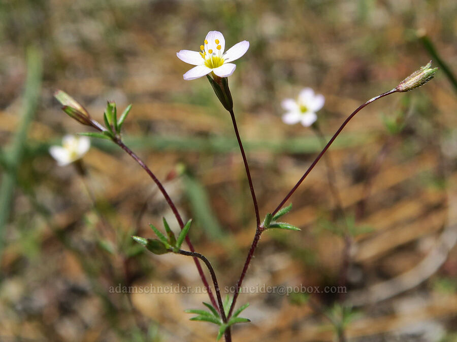 Bolander's linanthus (Leptosiphon bolanderi (Linanthus bakeri)) [French Flat ACEC, Josephine County, Oregon]