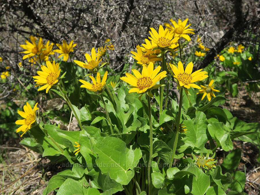 northwestern balsamroot (Balsamorhiza deltoidea) [French Flat ACEC, Josephine County, Oregon]