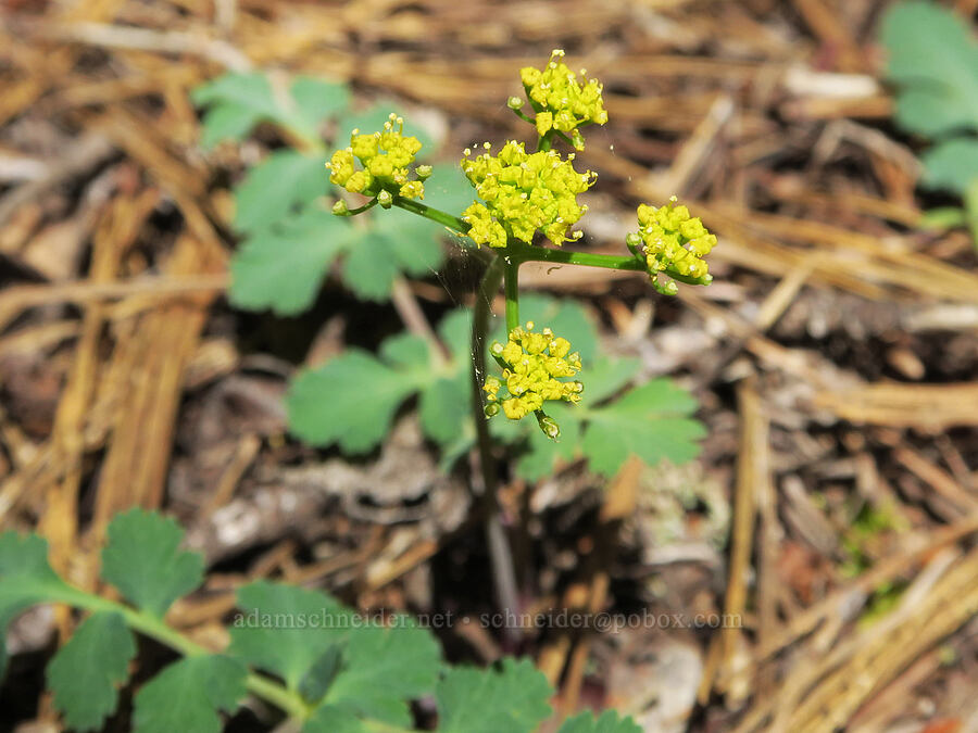glaucous umbrella-wort (Tauschia glauca) [French Flat ACEC, Josephine County, Oregon]