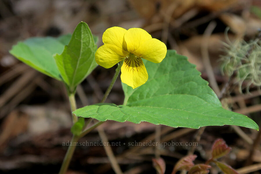 pioneer violet (Viola glabella) [French Flat ACEC, Josephine County, Oregon]
