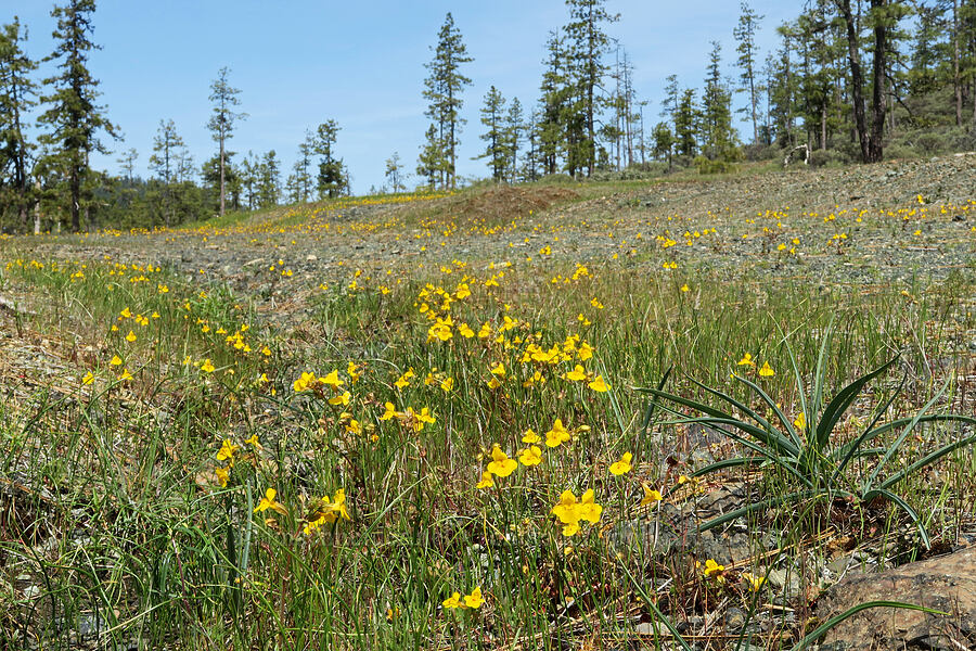 little-leaf monkeyflower (Erythranthe microphylla (Mimulus microphyllus)) [Waldo-Takilma ACEC, Josephine County, Oregon]