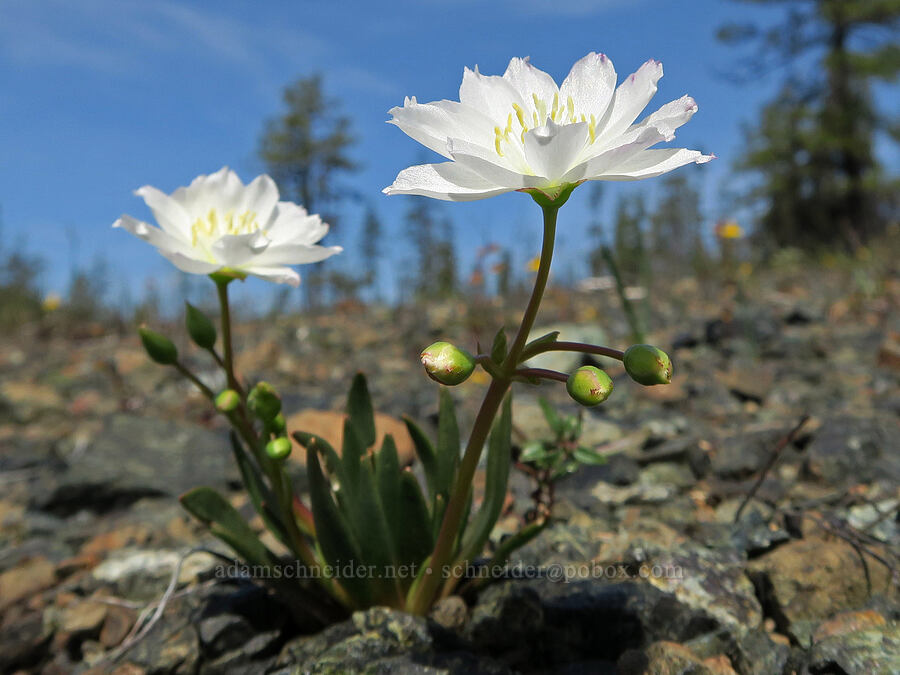 opposite-leaf lewisia (Lewisia oppositifolia) [Waldo-Takilma ACEC, Josephine County, Oregon]