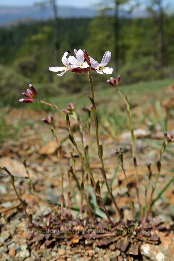 Waldo rock-cress (Arabis aculeolata) [Waldo-Takilma ACEC, Josephine County, Oregon]