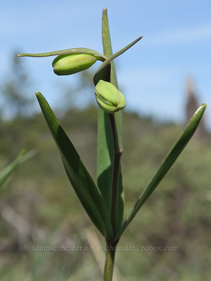 checker lily, budding (Fritillaria affinis) [Waldo-Takilma ACEC, Josephine County, Oregon]