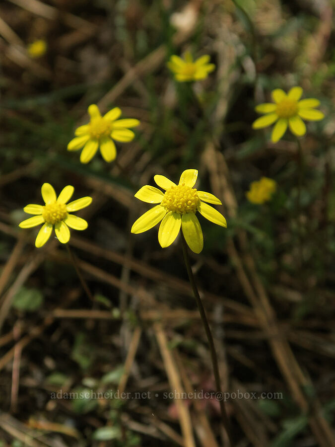 gold stars (Crocidium multicaule) [Waldo-Takilma ACEC, Josephine County, Oregon]