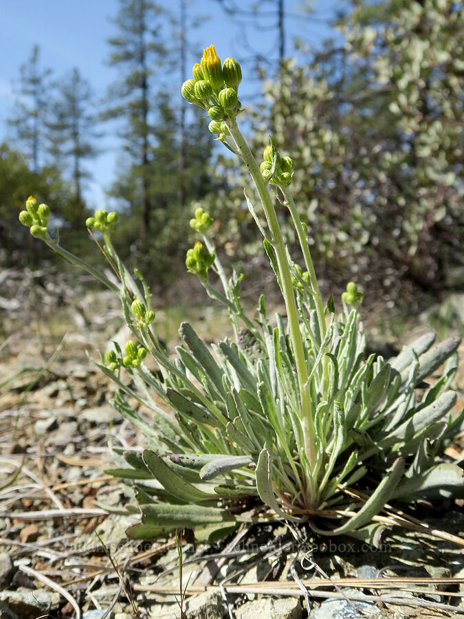 Siskiyou ragwort, budding (Packera macounii (Senecio fastigatus)) [Waldo-Takilma ACEC, Josephine County, Oregon]