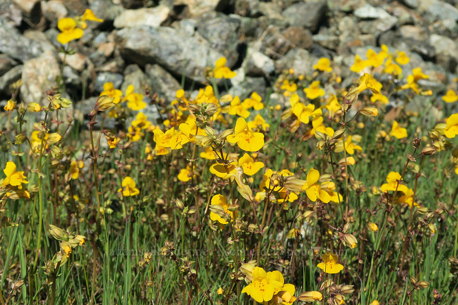 little-leaf monkeyflower (Erythranthe microphylla (Mimulus microphyllus)) [Waldo-Takilma ACEC, Josephine County, Oregon]