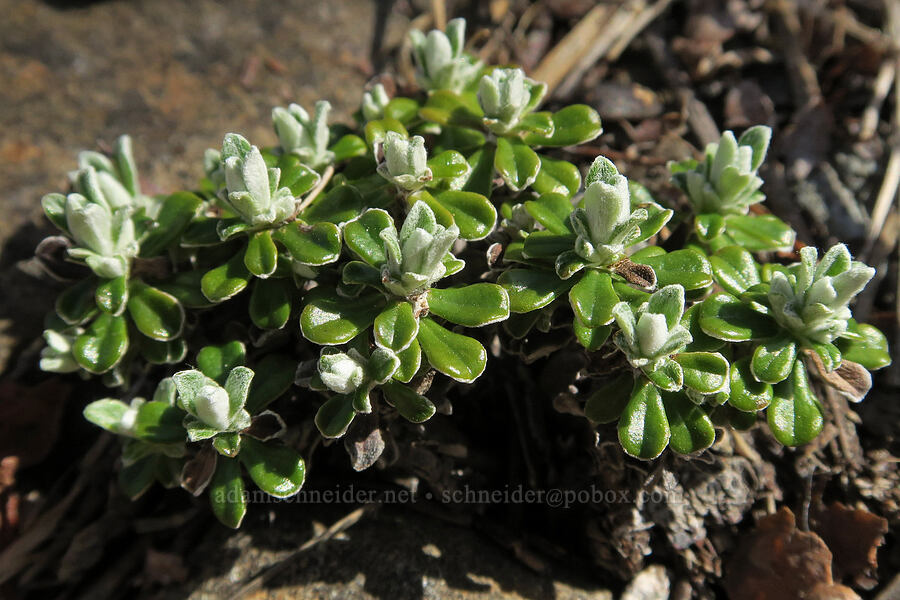 shrubby pussy-toes (Siskiyou everlasting) leaves (Antennaria suffrutescens) [Whiskey Creek Fen, Josephine County, Oregon]
