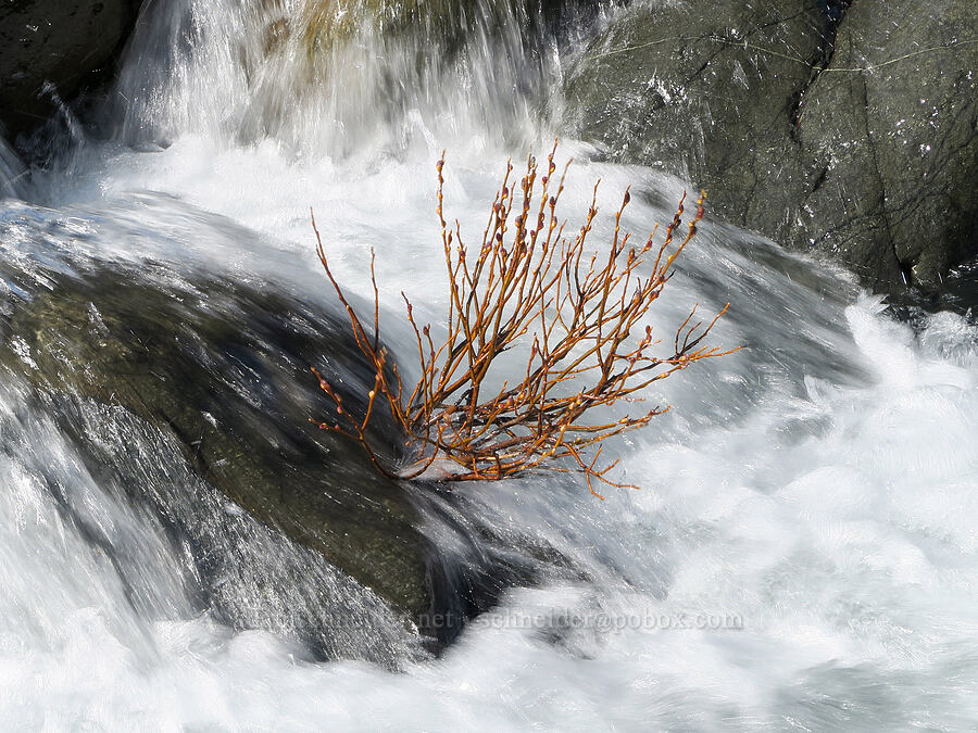 willow in Whiskey Creek (Salix sp.) [mouth of Whiskey Creek, Josephine County, Oregon]