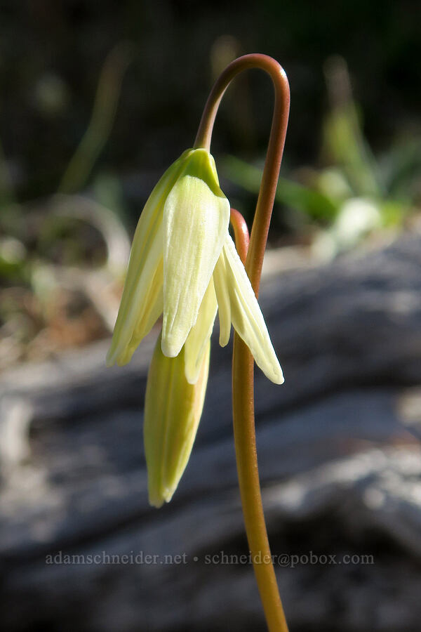 lemon fawn lilies, budding (Erythronium citrinum) [Whiskey Creek Fen, Josephine County, Oregon]