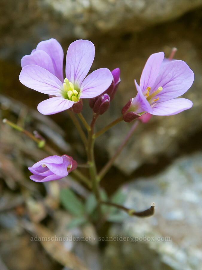 oaks toothwort (Cardamine nuttallii) [Forest Road 4402, Josephine County, Oregon]