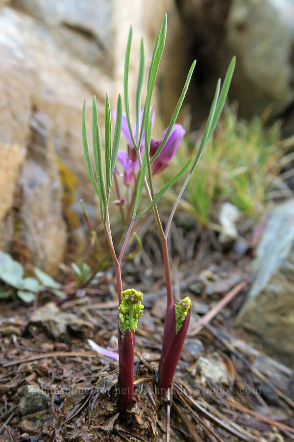nine-leaf desert parsley, budding (Lomatium triternatum) [Forest Road 4402, Josephine County, Oregon]