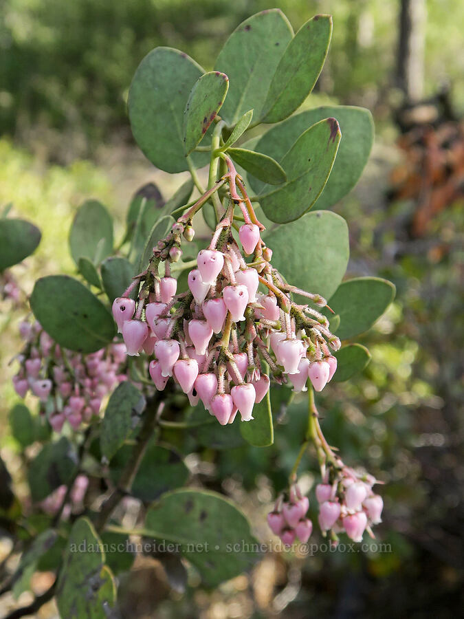 white-leaf manzanita (Arctostaphylos viscida) [Forest Road 4402, Josephine County, Oregon]