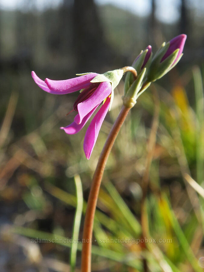 dark-throat shooting star, opening (Dodecatheon pulchellum var. monanthum (Primula pauciflora var. monantha)) [Forest Road 4402, Josephine County, Oregon]