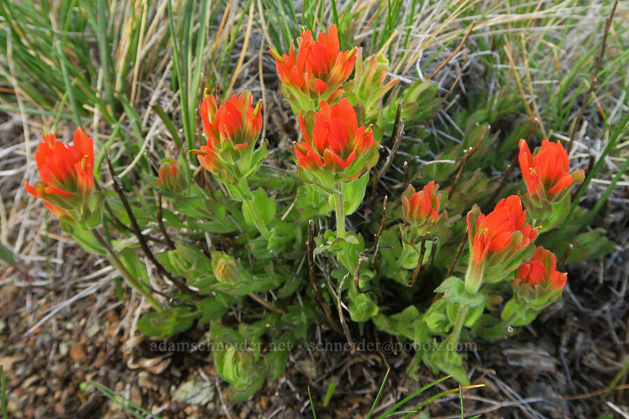 short-lobe paintbrush (Castilleja brevilobata (Castilleja hispida ssp. brevilobata)) [Oregon Mountain Botanical Area, Josephine County, Oregon]