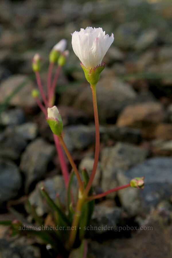 opposite-leaf lewisia (Lewisia oppositifolia) [Oregon Mountain Botanical Area, Josephine County, Oregon]
