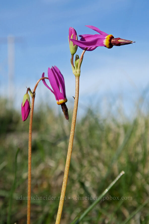 dark-throat shooting star (Dodecatheon pulchellum var. monanthum (Primula pauciflora var. monantha)) [Oregon Mountain Botanical Area, Josephine County, Oregon]