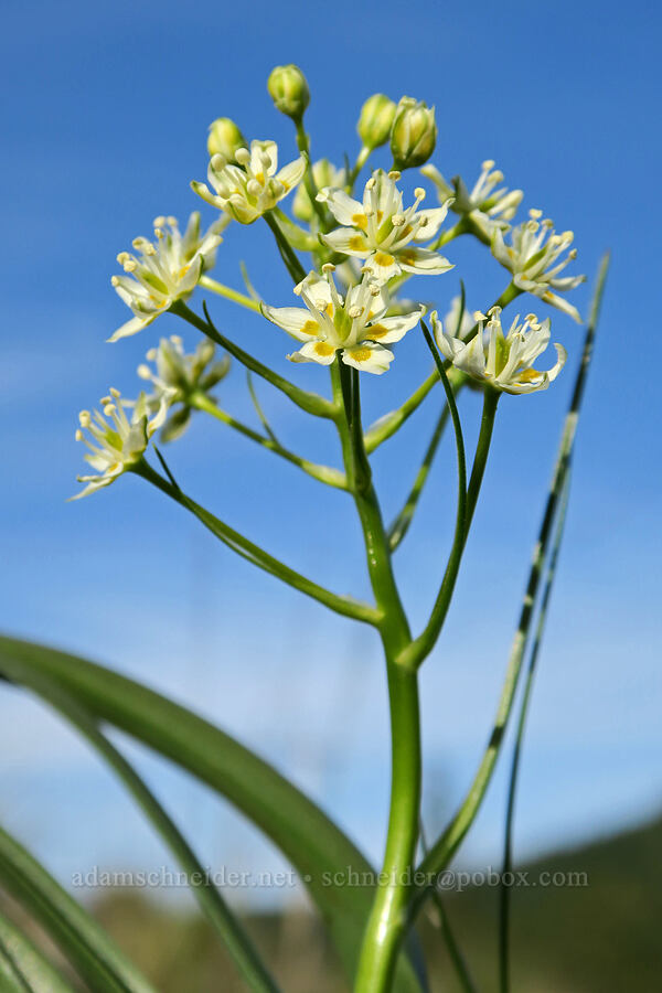 small-flowered death-camas (Toxicoscordion micranthum (Zigadenus micranthus)) [Oregon Mountain Botanical Area, Josephine County, Oregon]