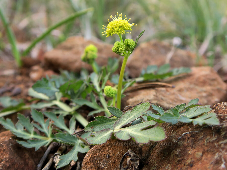 Peck's sanicle (Sanicula peckiana) [Oregon Mountain Botanical Area, Josephine County, Oregon]