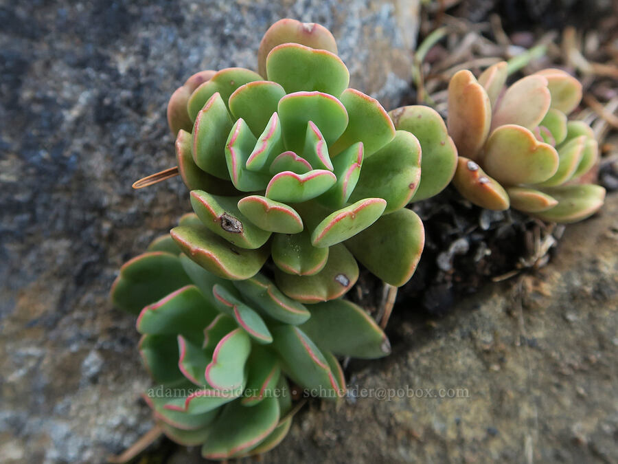 rose-flower stonecrop leaves (Sedum laxum) [Oregon Mountain Botanical Area, Josephine County, Oregon]