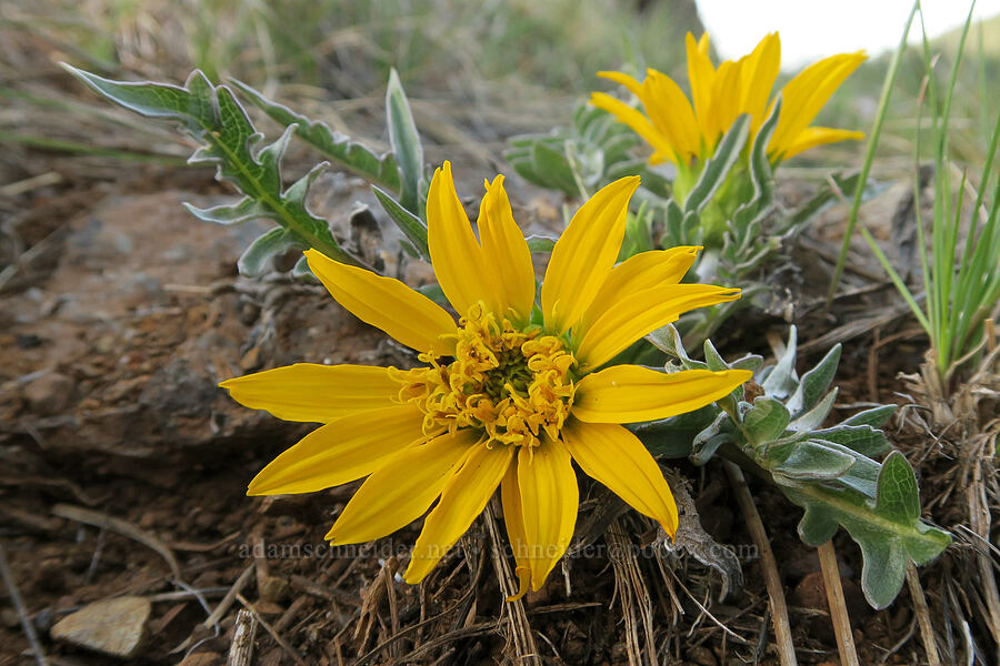 balsamroot (Balsamorhiza deltoidea x Balsamorhiza sericea) [Oregon Mountain Botanical Area, Josephine County, Oregon]