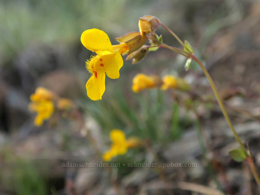 little-leaf monkeyflower (Erythranthe microphylla (Mimulus microphyllus)) [Oregon Mountain Botanical Area, Josephine County, Oregon]