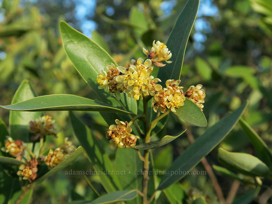 Oregon myrtle (California bay) flowers (Umbellularia californica) [Forest Road 4402, Josephine County, Oregon]
