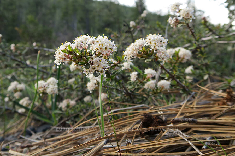 hybrid ceanothus? (Ceanothus sp.) [Forest Road 4402, Josephine County, Oregon]
