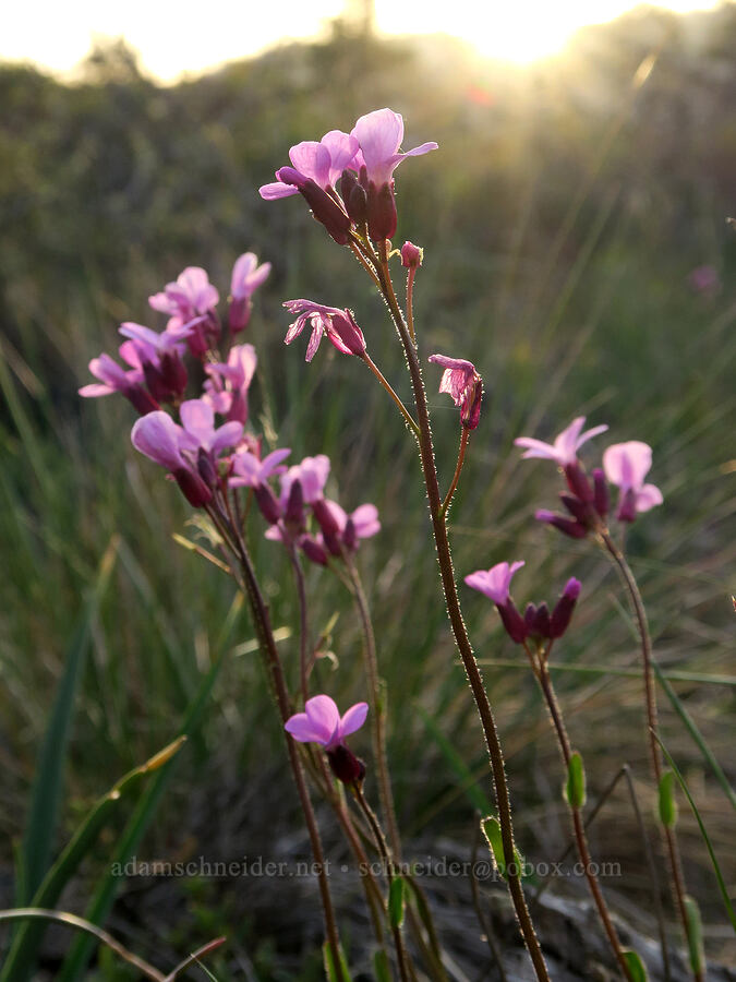 Waldo rock-cress (Arabis aculeolata) [Rough and Ready State Natural Site, Josephine County, Oregon]