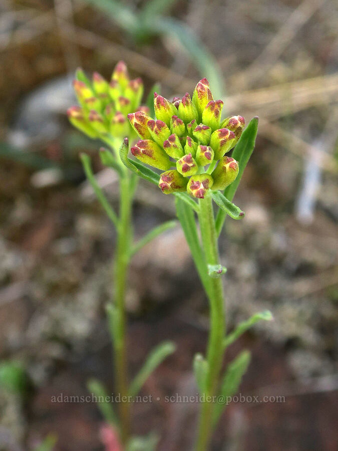 wallflower, budding (Erysimum capitatum) [Rough and Ready State Natural Site, Josephine County, Oregon]