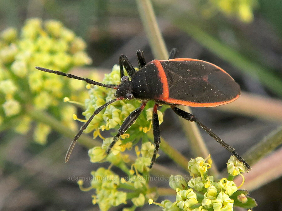bordered plant bug on big-seed biscuitroot (Largus cinctus, Lomatium macrocarpum) [Rough and Ready State Natural Site, Josephine County, Oregon]