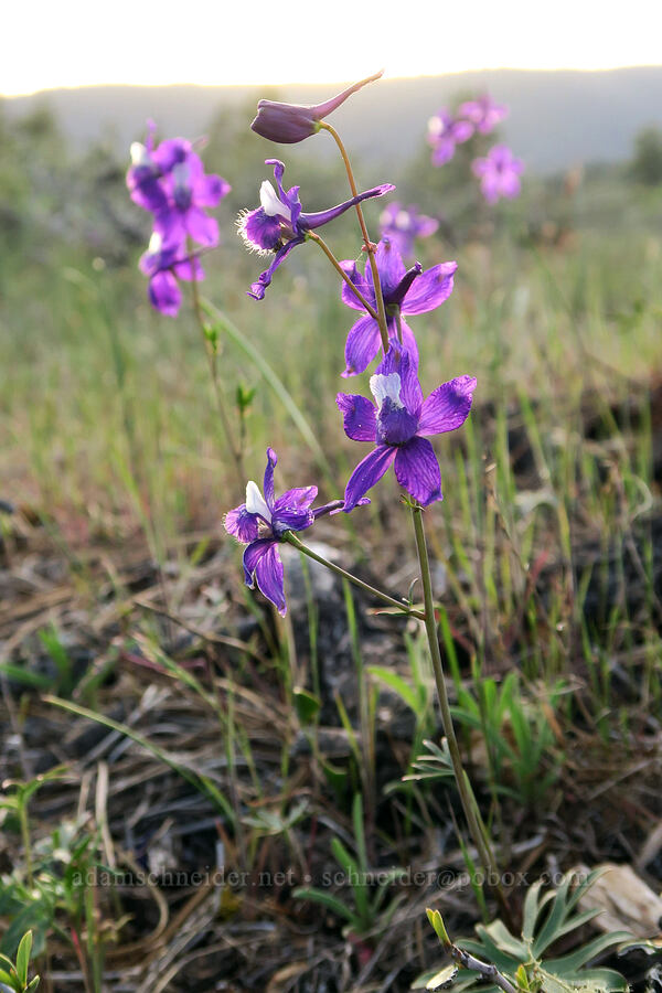 upland larkspur (Delphinium nuttallianum) [Rough and Ready State Natural Site, Josephine County, Oregon]