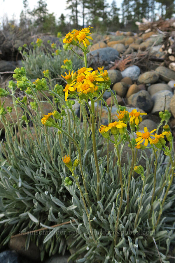 Siskiyou ragwort (Packera macounii (Senecio fastigatus)) [Rough and Ready ACEC, Josephine County, Oregon]