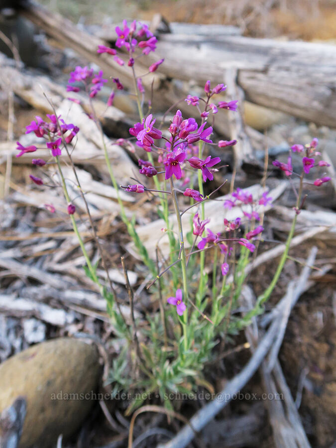 Koehler's rock-cress (Boechera koehleri (Arabis koehleri)) [Rough and Ready ACEC, Josephine County, Oregon]