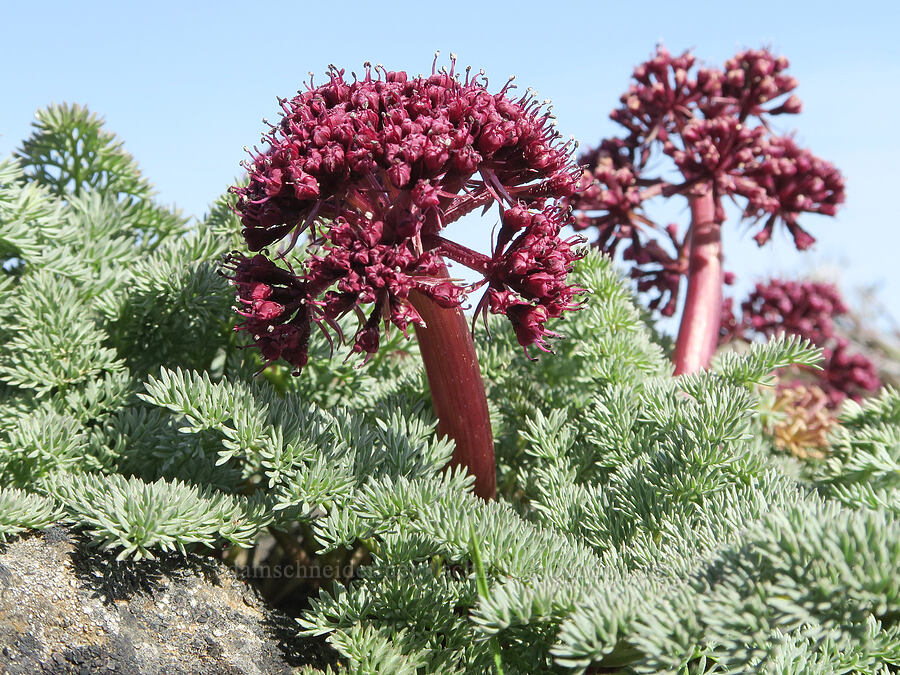 John Day desert parsley (Lomatium minus) [Rooper Road, Wasco County, Oregon]