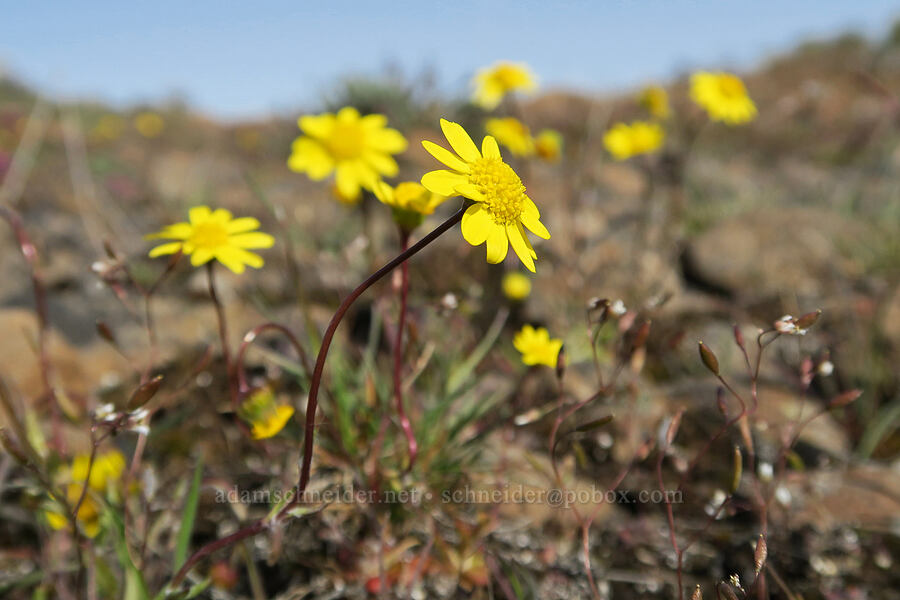 gold stars (Crocidium multicaule) [Rooper Road, Wasco County, Oregon]