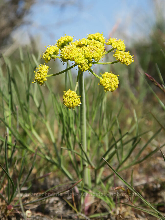 nine-leaf desert parsley (Lomatium triternatum var. triternatum) [Rooper Road, Wasco County, Oregon]
