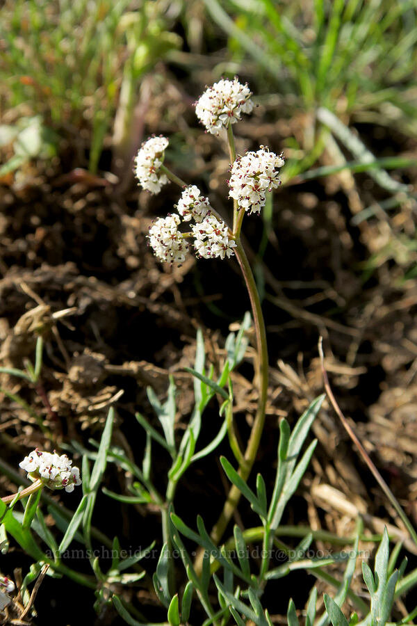 Piper's desert parsley (Lomatium piperi) [Rooper Road, Wasco County, Oregon]