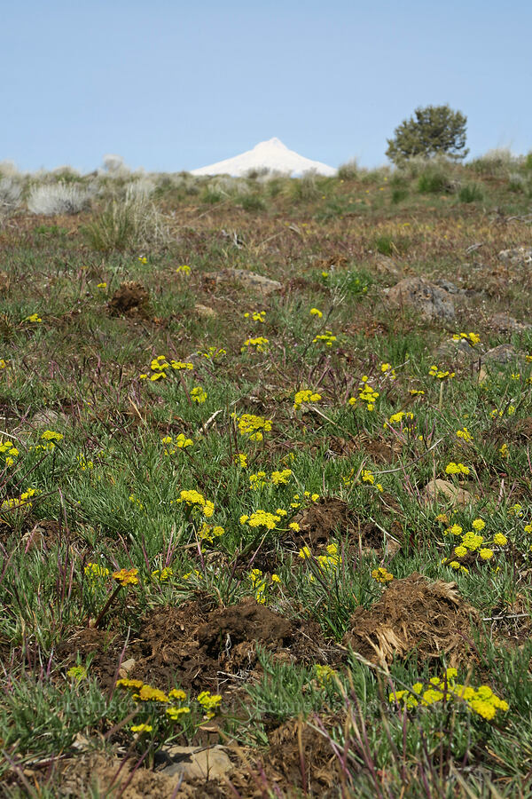 slender-fruited desert parsley (Lomatium leptocarpum (Lomatium bicolor var. leptocarpum)) [Rooper Road, Wasco County, Oregon]