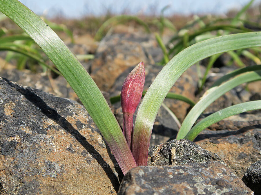 Tolmie's onion, budding (Allium tolmiei) [Rooper Road, Wasco County, Oregon]
