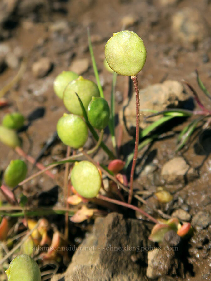 old-stem scale-pod (Idahoa scapigera) [Rooper Road, Wasco County, Oregon]