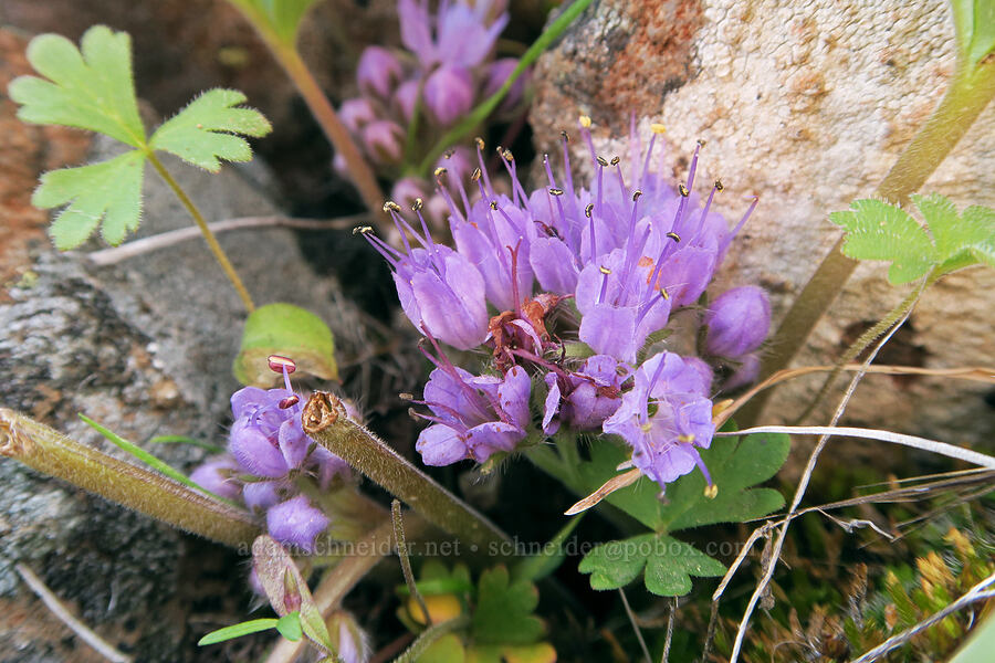 alpine ball-head waterleaf (Hydrophyllum alpestre (Hydrophyllum capitatum var. alpinum)) [Rooper Road, Wasco County, Oregon]